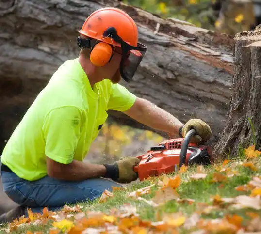 tree services Mazeppa